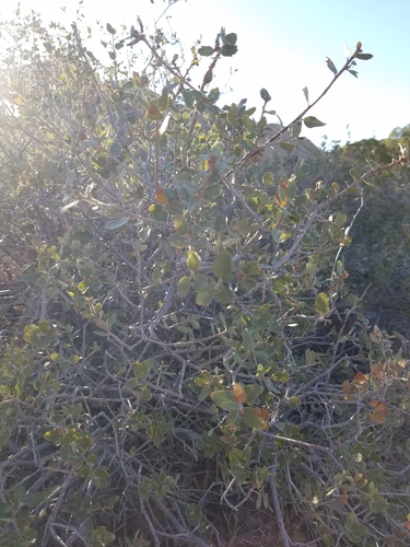 iNaturalist observation photo of Muller's oak