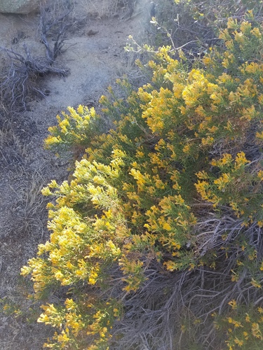iNaturalist observation photo of goldenbushes