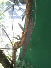 Secamone dilapidans