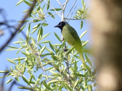 Cyanocorax yncas