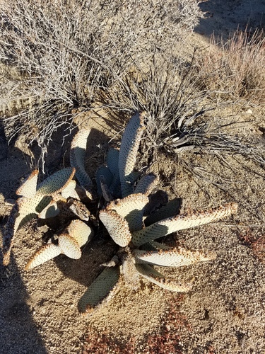 iNaturalist observation photo of beavertail cactus