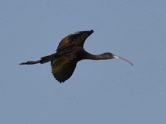 Plegadis chihi