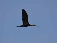 Plegadis chihi