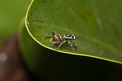 Cosmophasis micarioides
