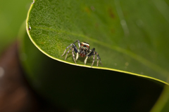 Cosmophasis micarioides