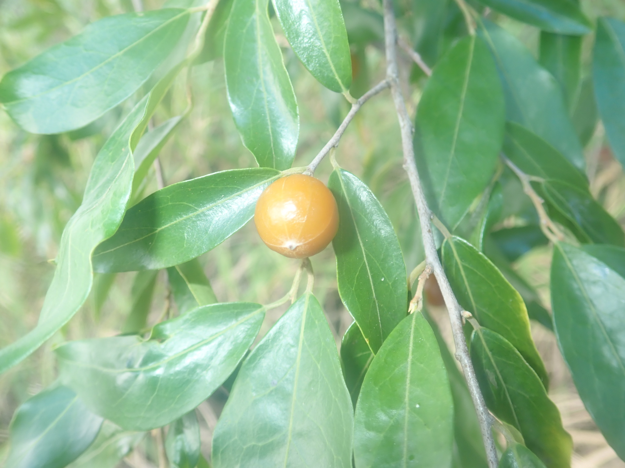 Petalostigma triloculare Müll.Arg. 3