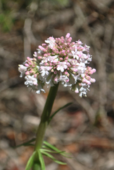 Valeriana italica