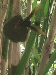 Delta pyriforme circinale