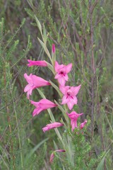 Gladiolus mortonius