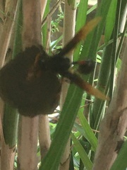 Delta pyriforme circinale