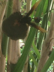 Delta pyriforme circinale