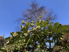 Fatsia