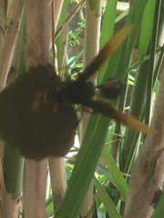 Delta pyriforme circinale