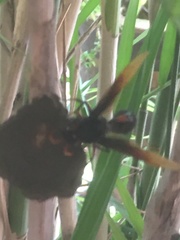 Delta pyriforme circinale