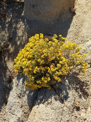iNaturalist observation photo of Wedgeleaf Goldenbush