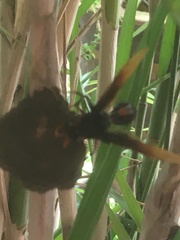 Delta pyriforme circinale