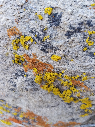 iNaturalist observation photo of Common Lichens