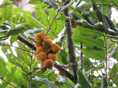 Cupaniopsis flagelliformis