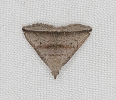 Lysimelia neleusalis