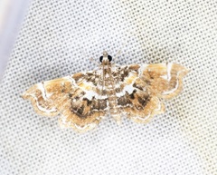 Musotima suffusalis