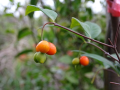 Wikstroemia nutans