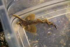 Nautichthys oculofasciatus