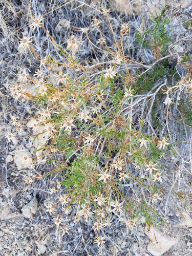 iNaturalist observation photo of narrowleaf goldenbush