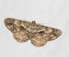 Psilalcis galsworthyi