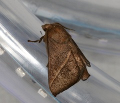 Quasithosea obliquistriga