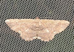 Ruttellerona pseudocessaria