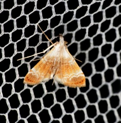 Trichophysetis