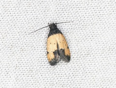 Tyrolimnas anthraconesa