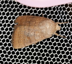 Athetis stellata
