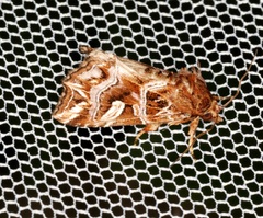 Callopistria exotica