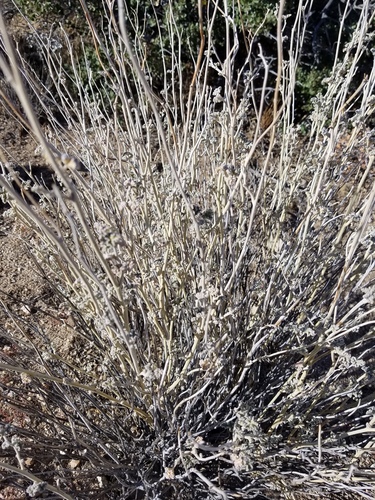 iNaturalist observation photo of apricot globemallow
