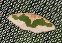 Celenna festivaria