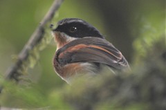 Batis dimorpha dimorpha