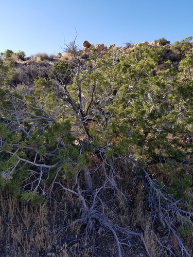 iNaturalist observation photo of California juniper