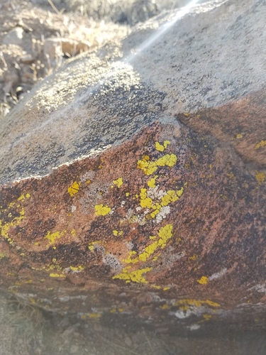 iNaturalist observation photo of Yellow Cobblestone Lichen