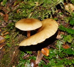 Armillaria novae-zelandiae