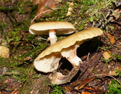 Armillaria novae-zelandiae