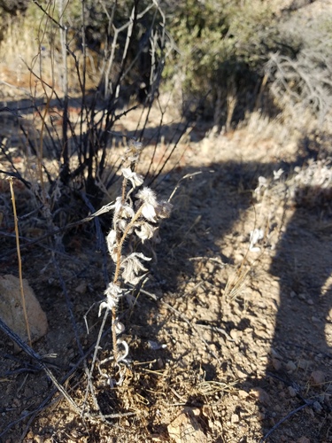 iNaturalist observation photo of Dicots