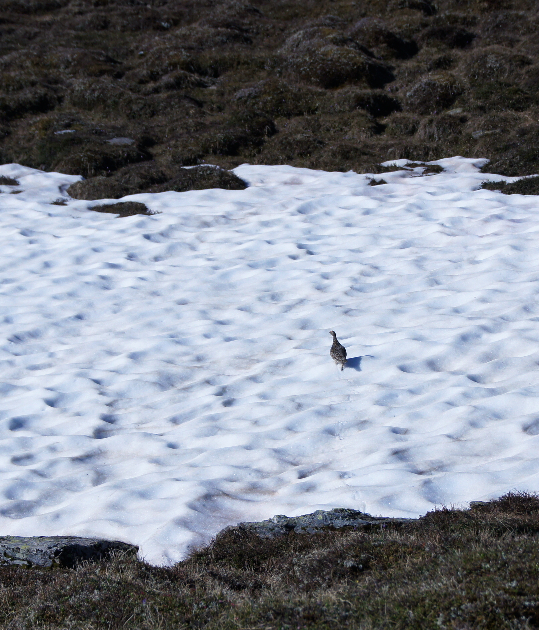 Rock Ptarmigan