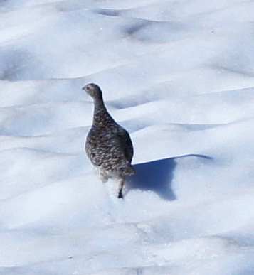 Rock Ptarmigan