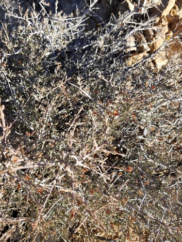 iNaturalist observation photo of Blackbrush
