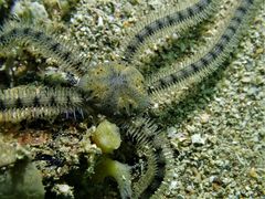 Macrophiothrix