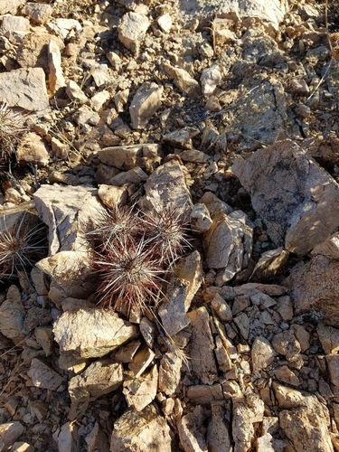 iNaturalist observation photo of Echinocereus engelmannii engelmannii