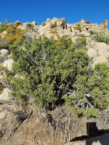 iNaturalist observation photo of California juniper