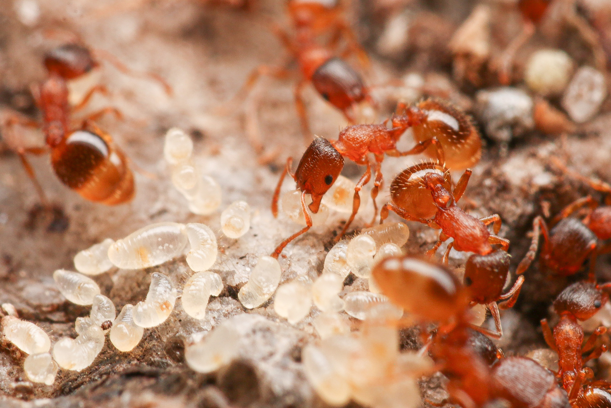 Temnothorax rugatulus