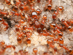 Temnothorax rugatulus